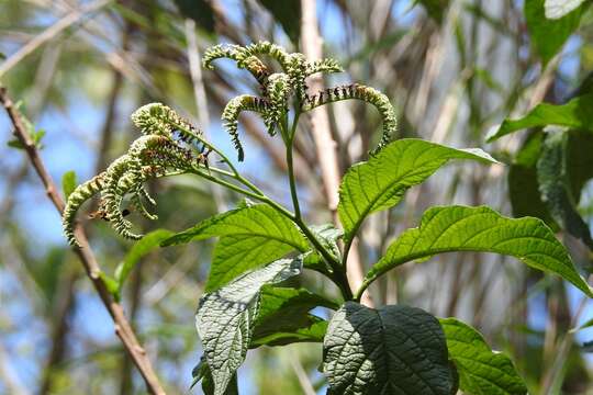 Слика од Tournefortia glabra L.