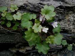 Image of Ivy-leaved Toadflax