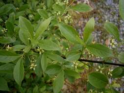 Image of Common spindle tree