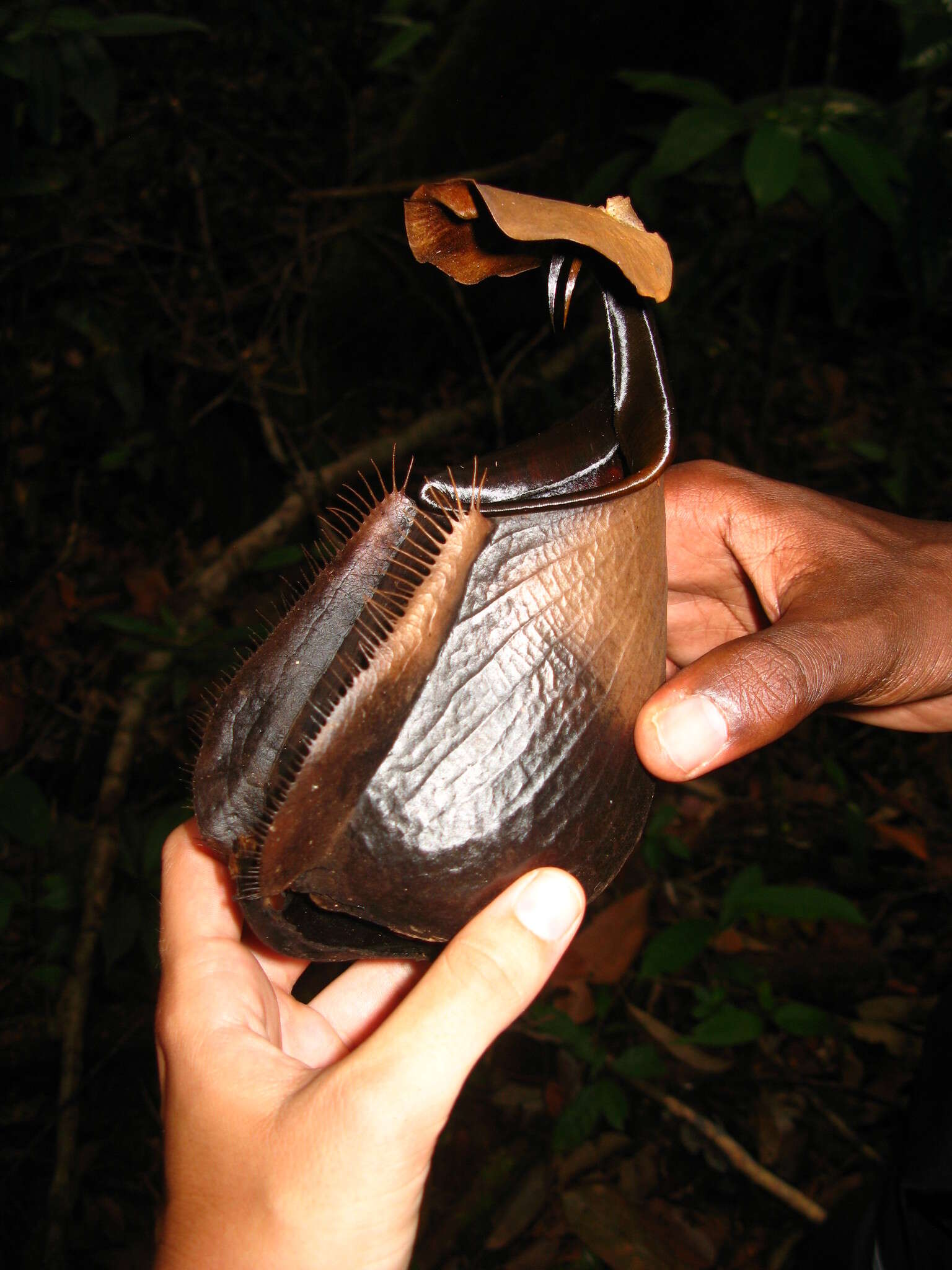 Image of Fanged pitcher plant