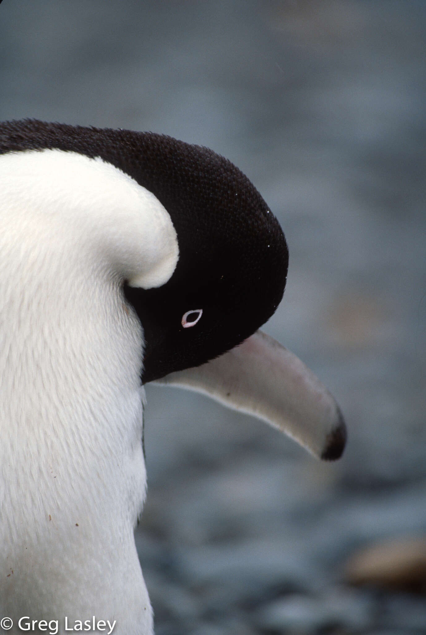 Image of Adelie Penguin