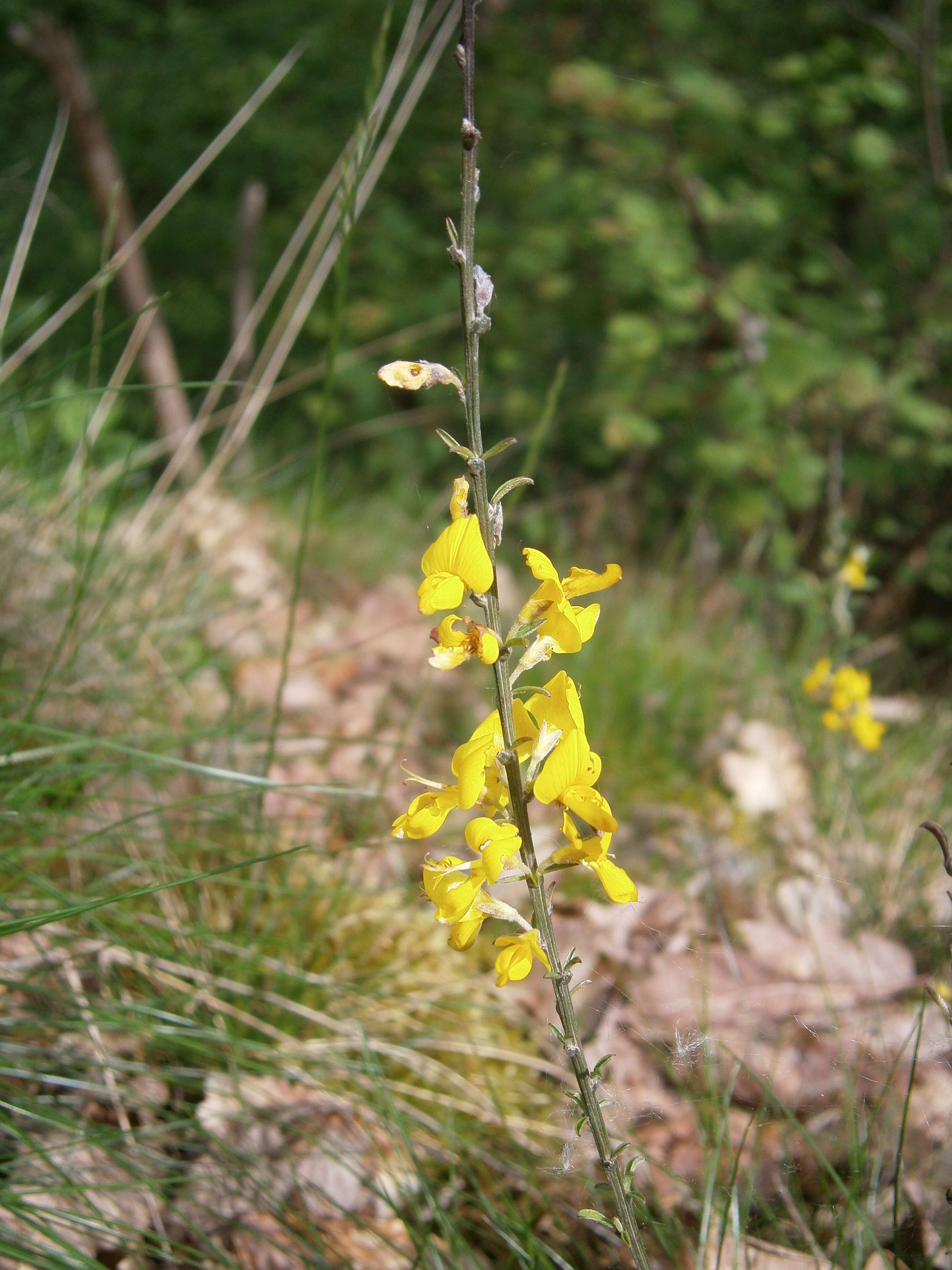 Imagem de Genista pilosa L.