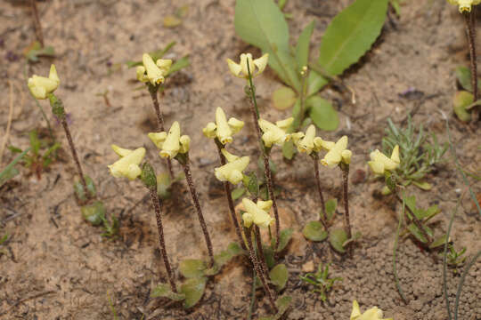 Imagem de Disperis villosa (L. fil.) Sw.