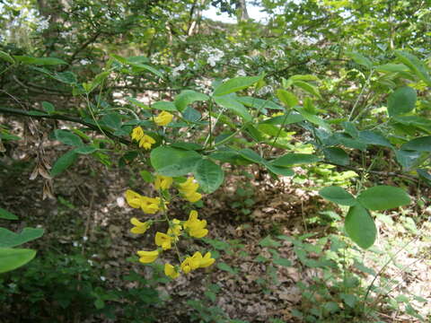 Image of Common Laburnum