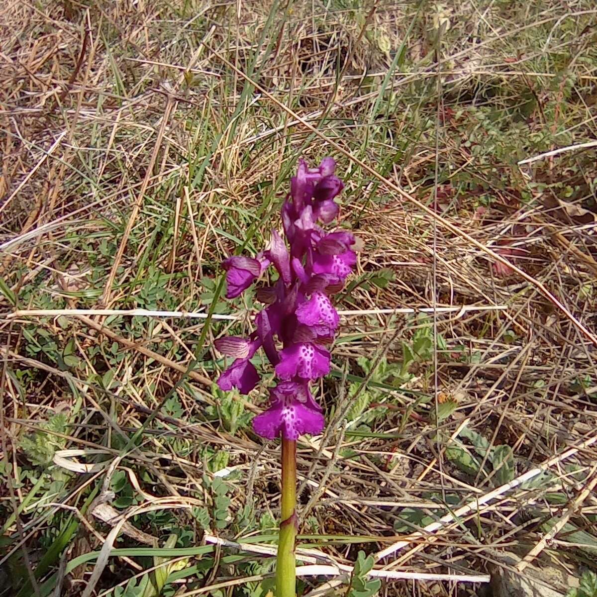 Image of Anacamptis morio subsp. morio