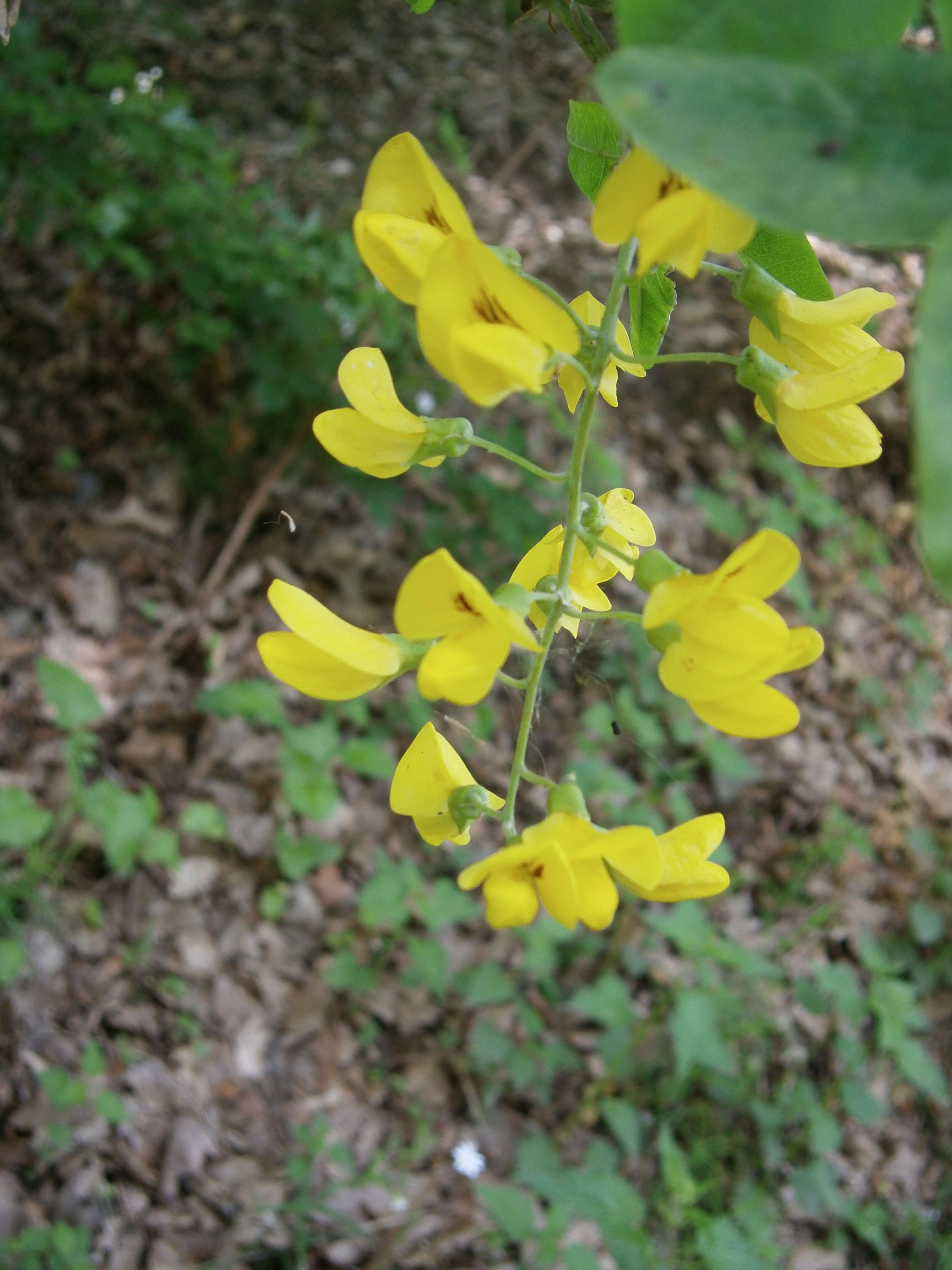 Image of Common Laburnum