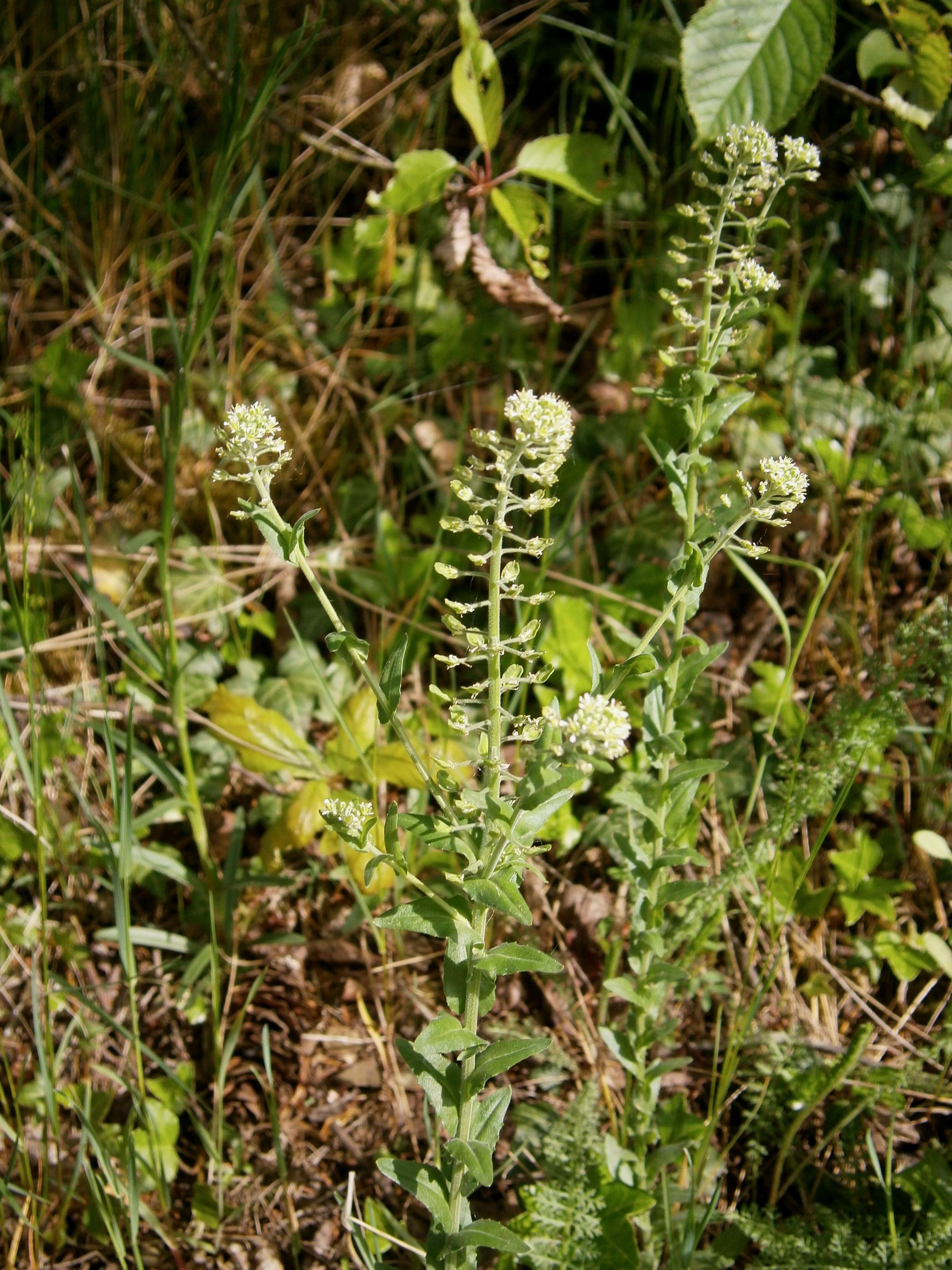 Image of field pepperweed