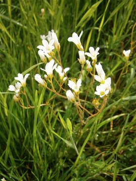 Plancia ëd Saxifraga granulata L.