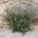 Image of bushy cryptantha