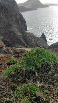 Image of Argyranthemum pinnatifidum subsp. succulentum (Lowe) Humphr.