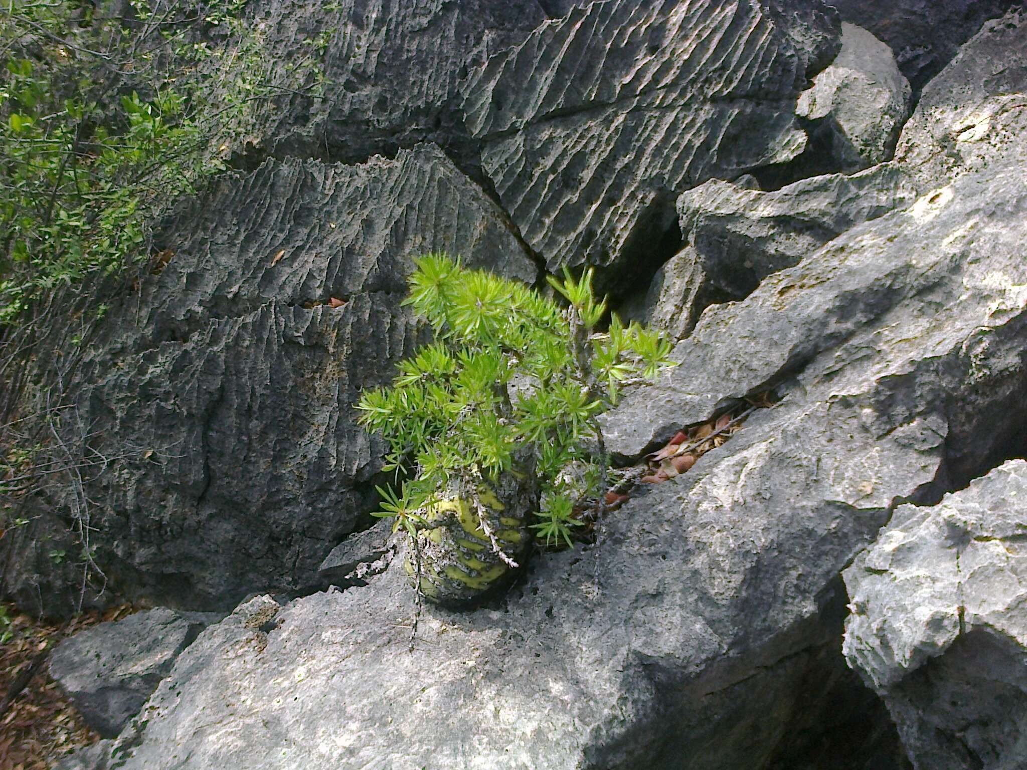 Imagem de Fouquieria purpusii T. S. Brandegee