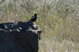 Image of Mountain Wheatear