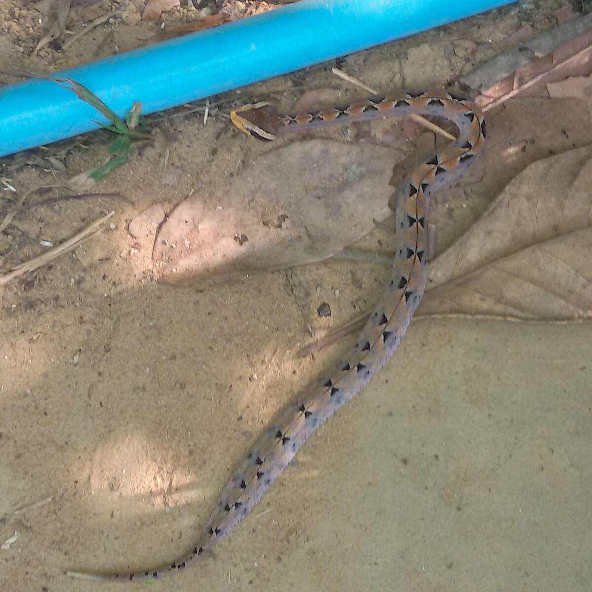 Image of Malayan Pit Viper