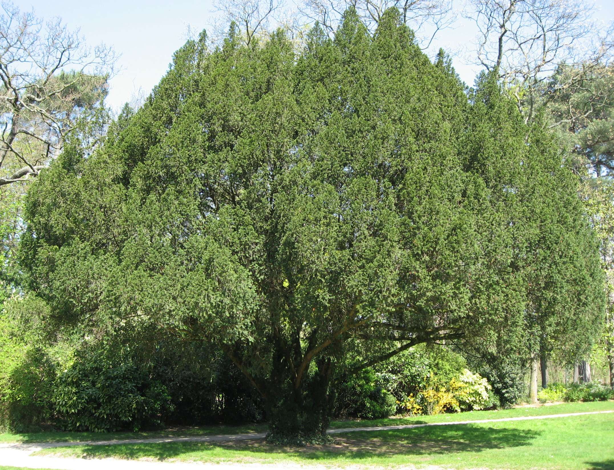 Image of English yew