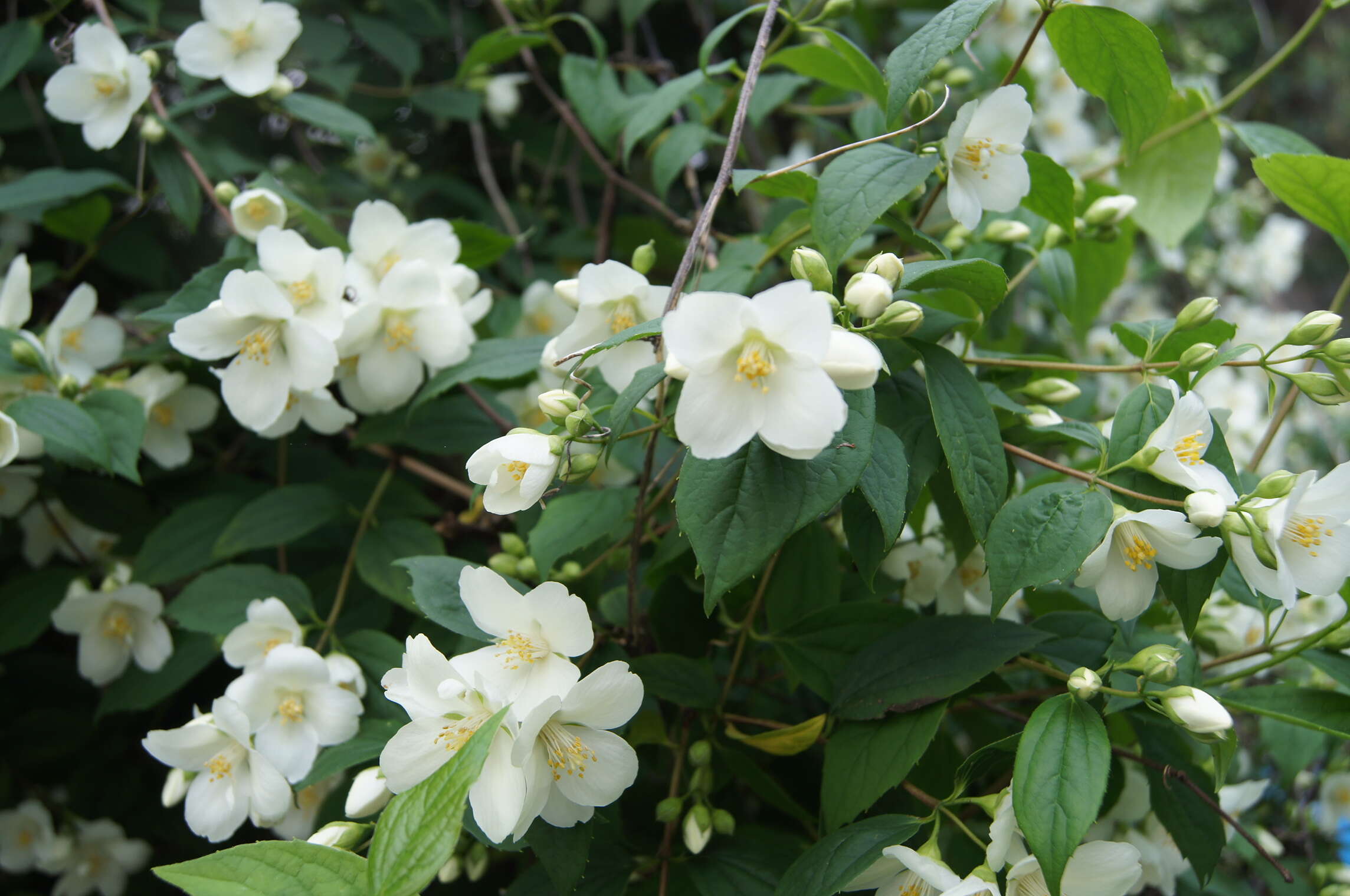 Image of sweet mock orange