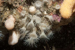 Image of white cluster anemone