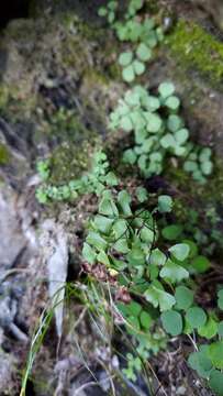 Image of Adiantum formosanum Tag.