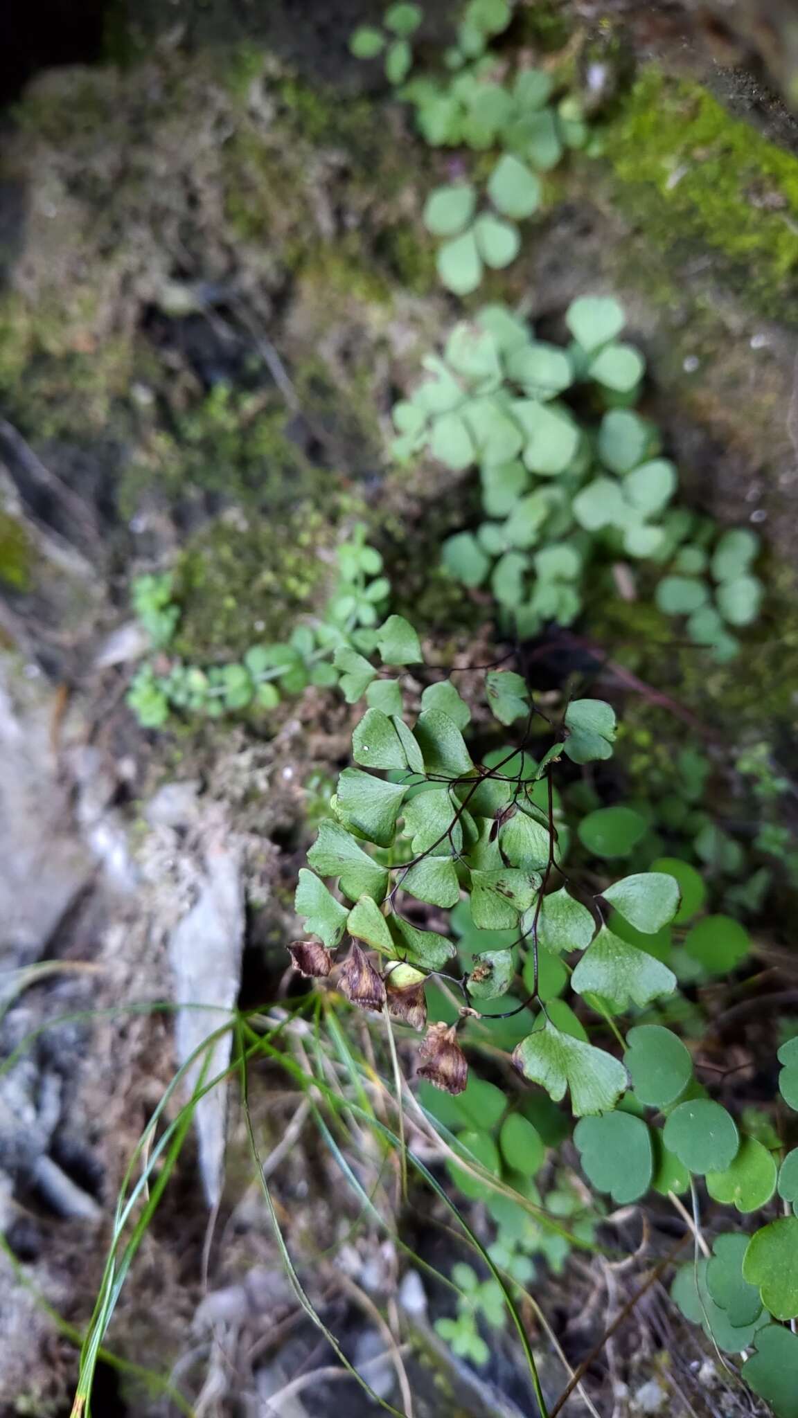 Imagem de Adiantum formosanum Tag.