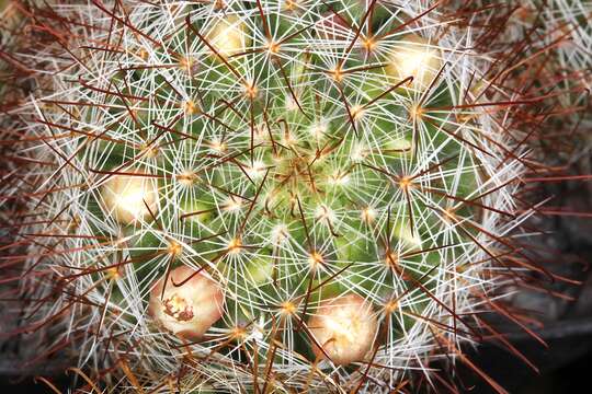 Image of Mammillaria crinita DC.