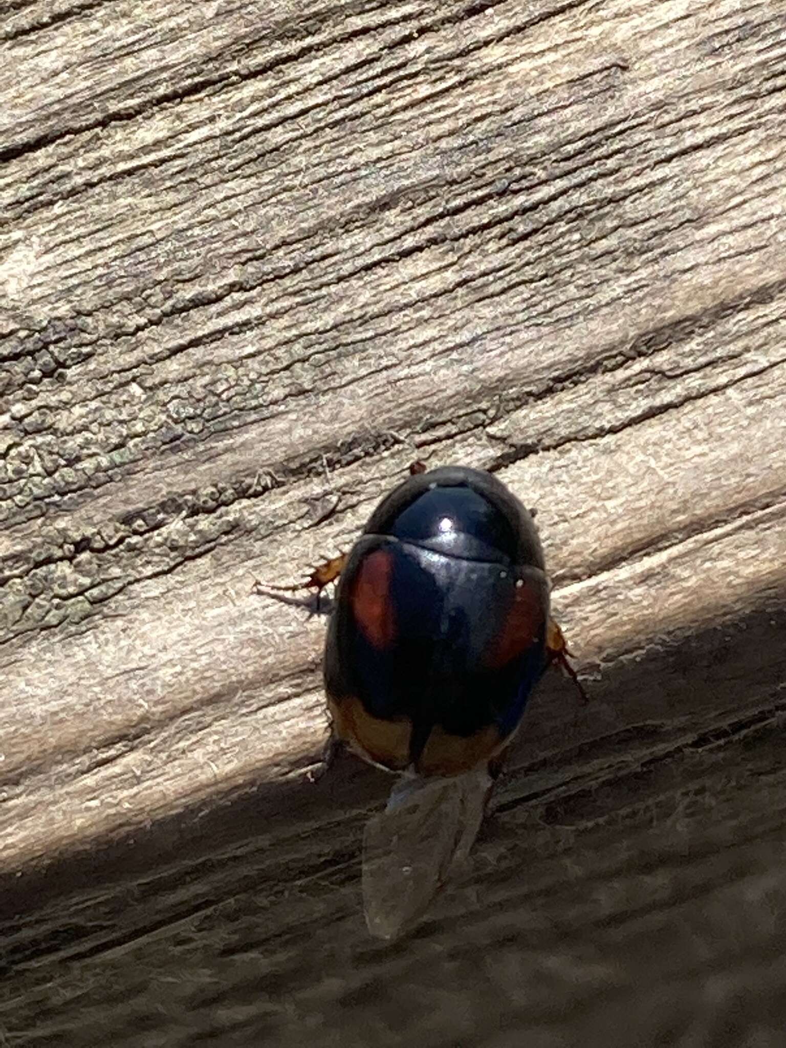 Image of Dung beetle