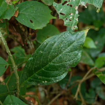 Image of Pseuderanthemum latifolium (Vahl) B. Hansen