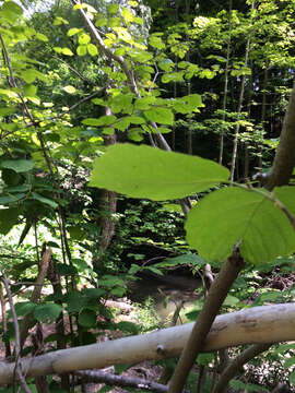 Image of American witchhazel