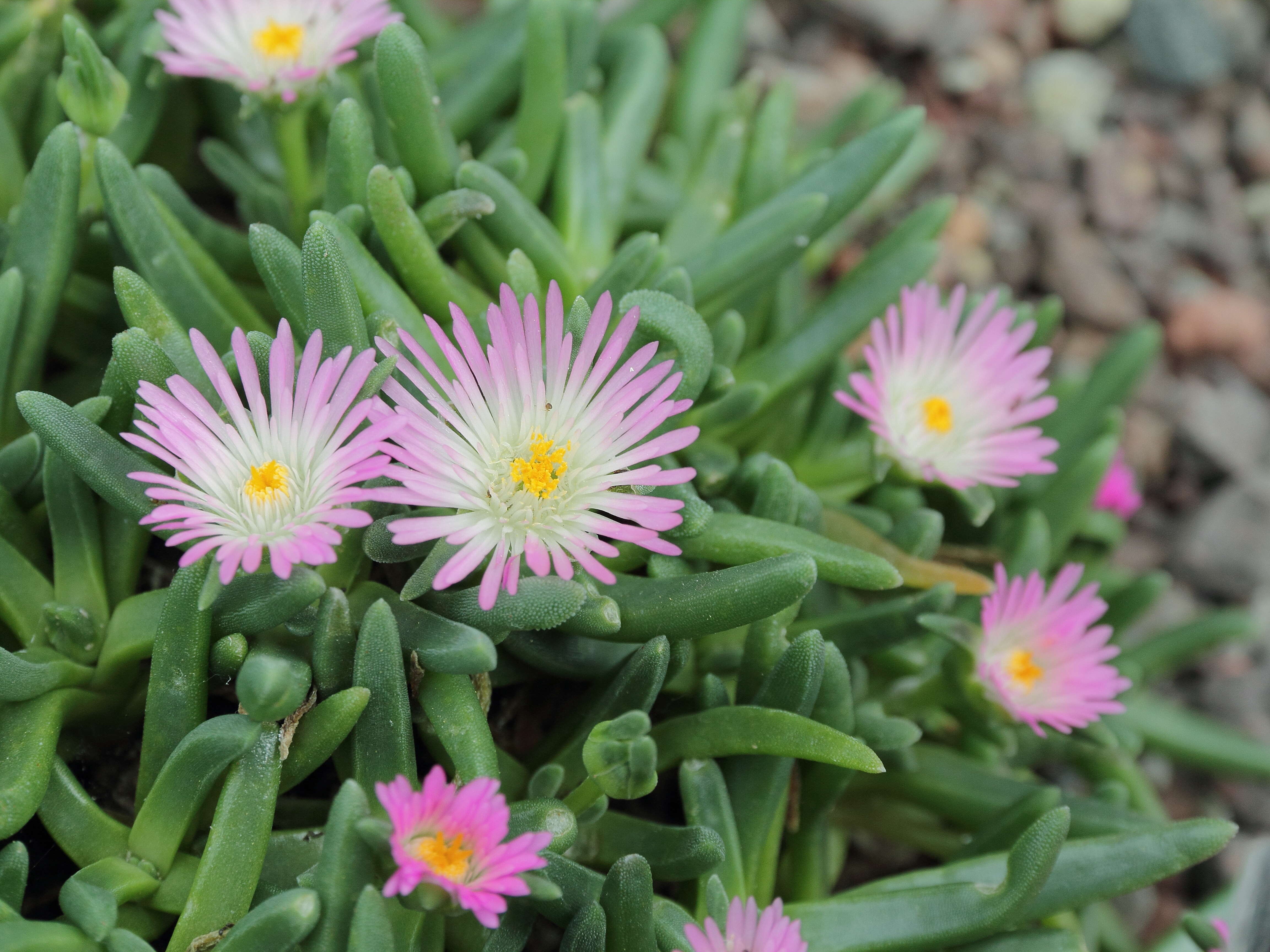 Image of delosperma