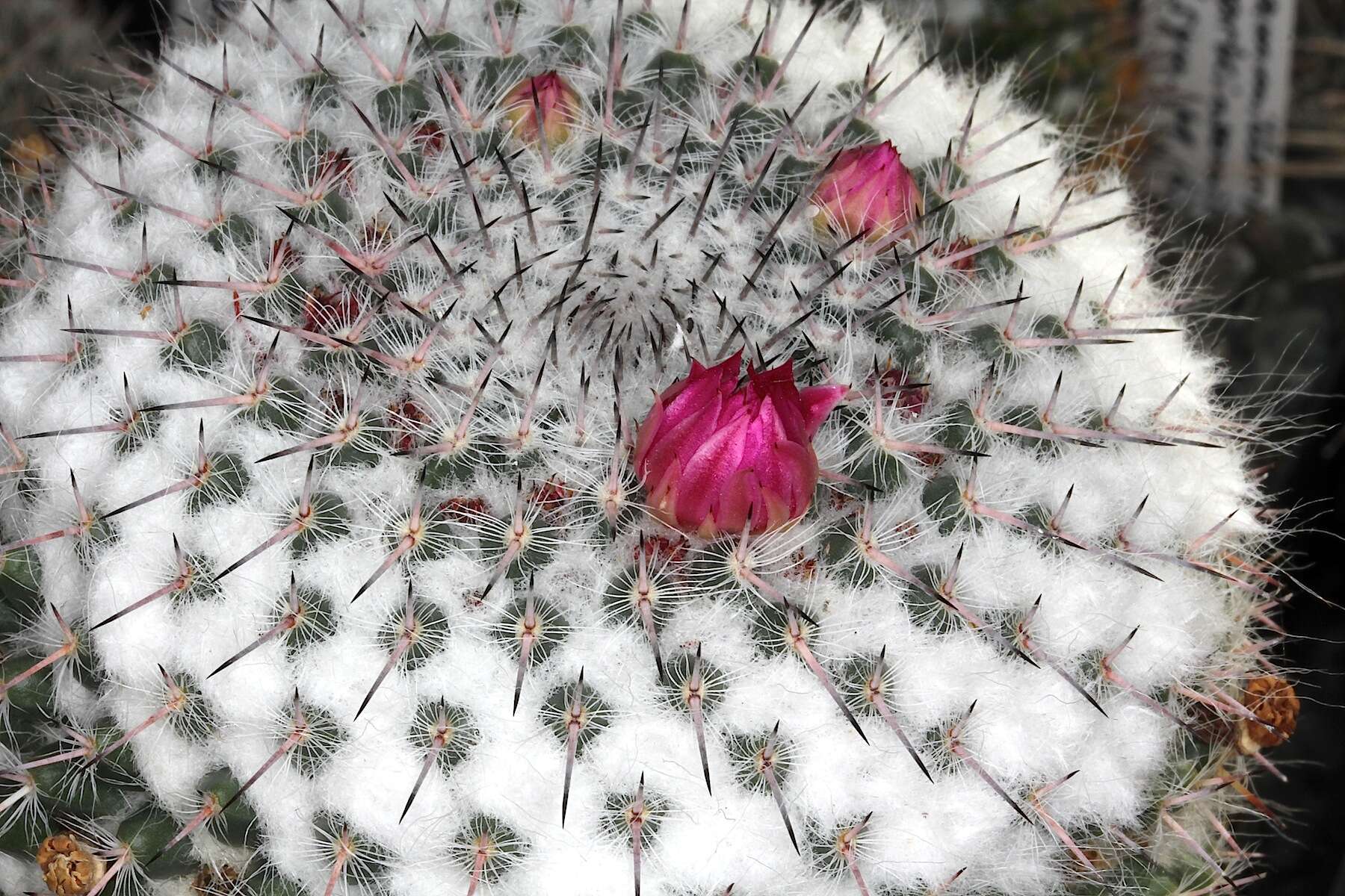 Image of Owl's eye cactus