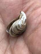 Image of quagga mussel