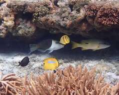 Image of Rainford's Butterflyfish
