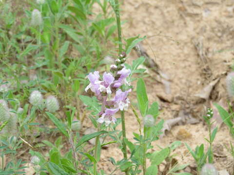 Image of rattlesnake flower