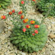 Image of Mexican Firecracker