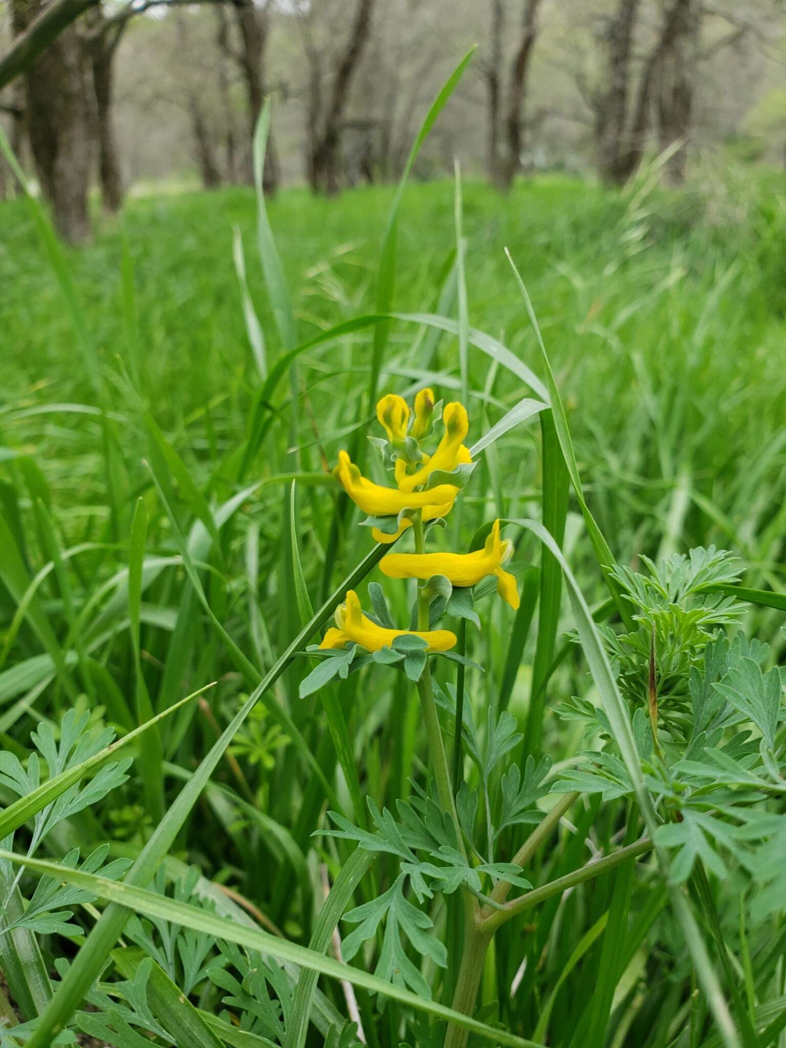 Image de Corydalis curvisiliqua Engelm. ex A. Gray