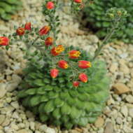 Image of Mexican Firecracker