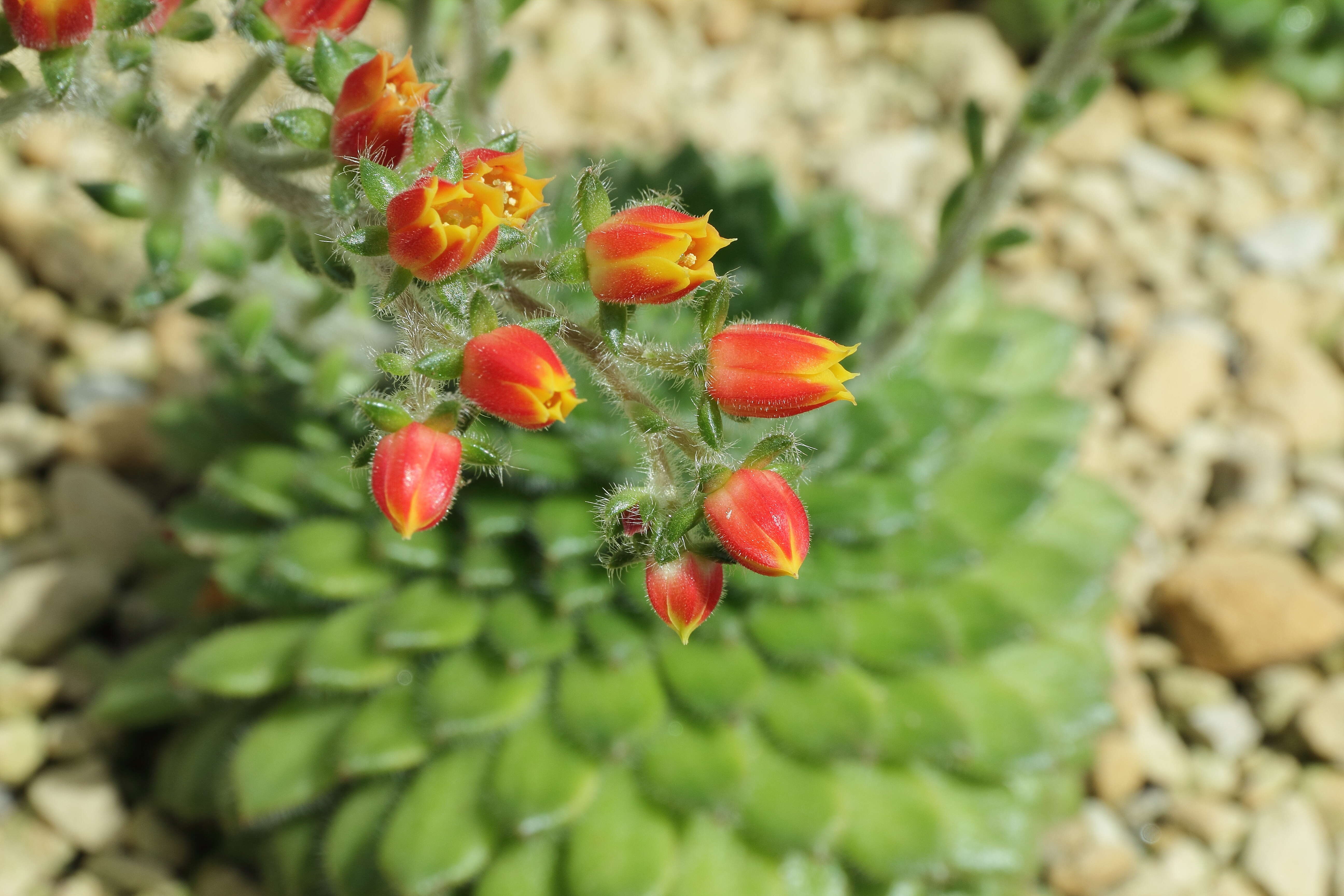 Image of Mexican Firecracker