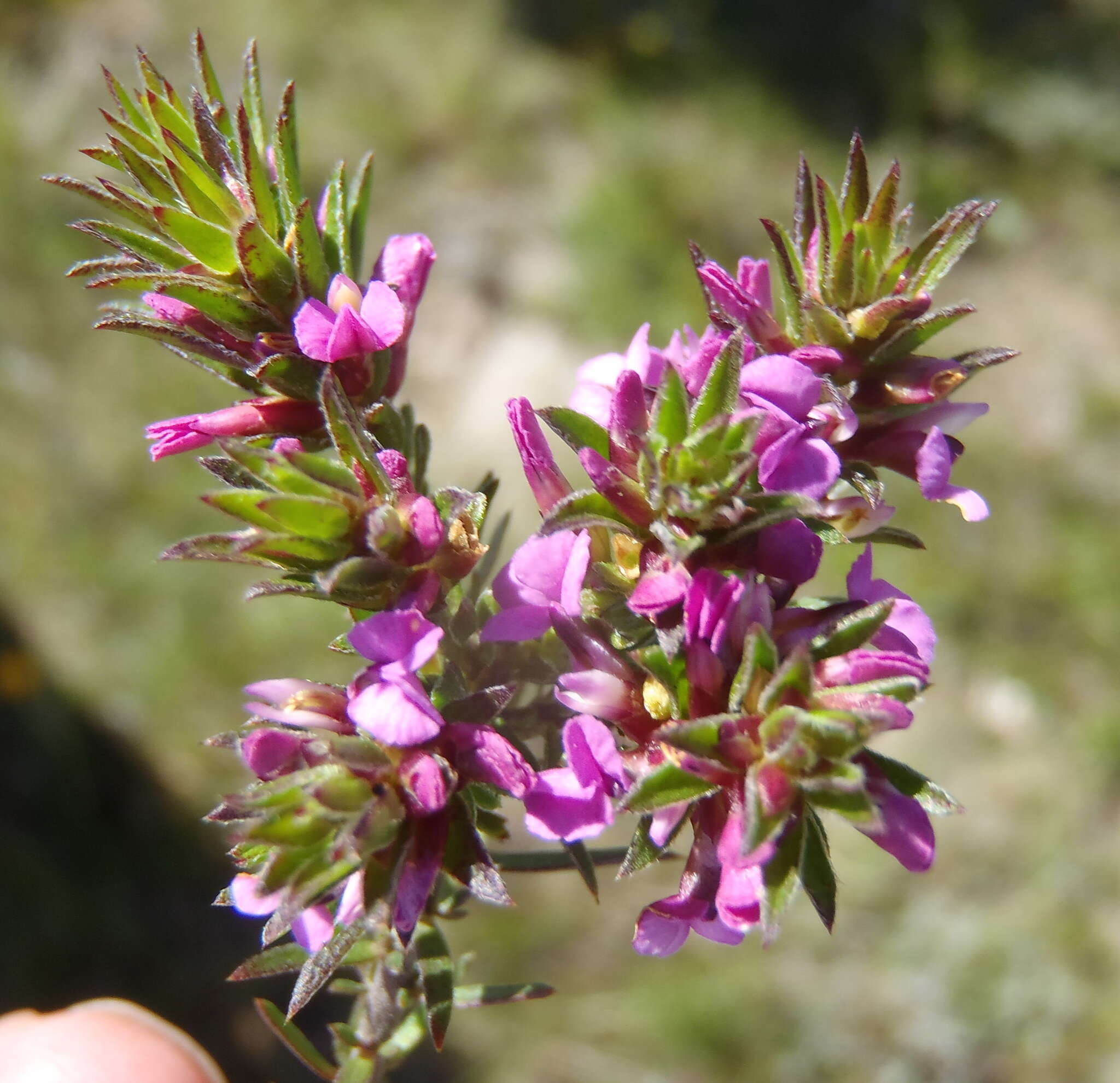 Image of Muraltia knysnaensis Levyns