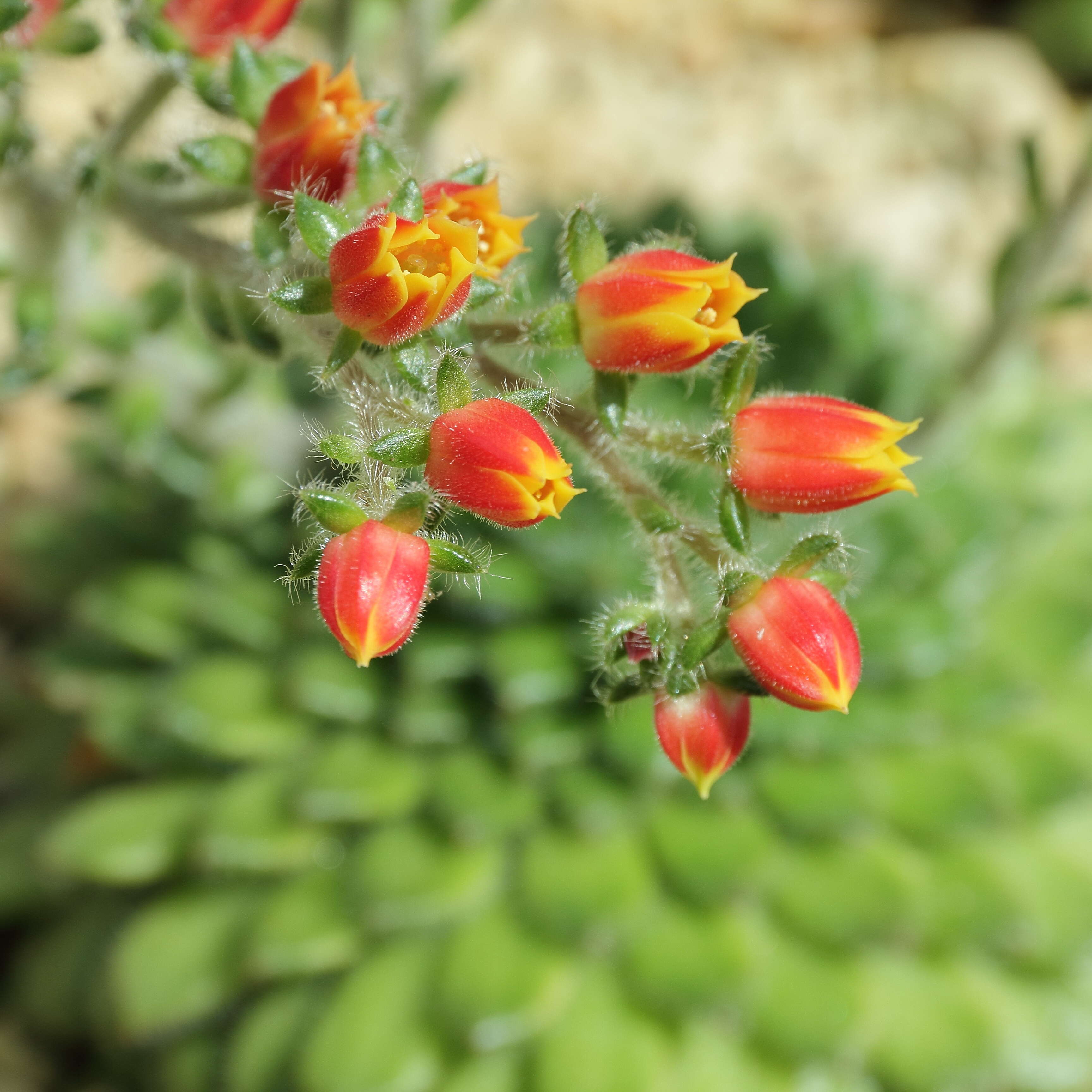 Image of Mexican Firecracker