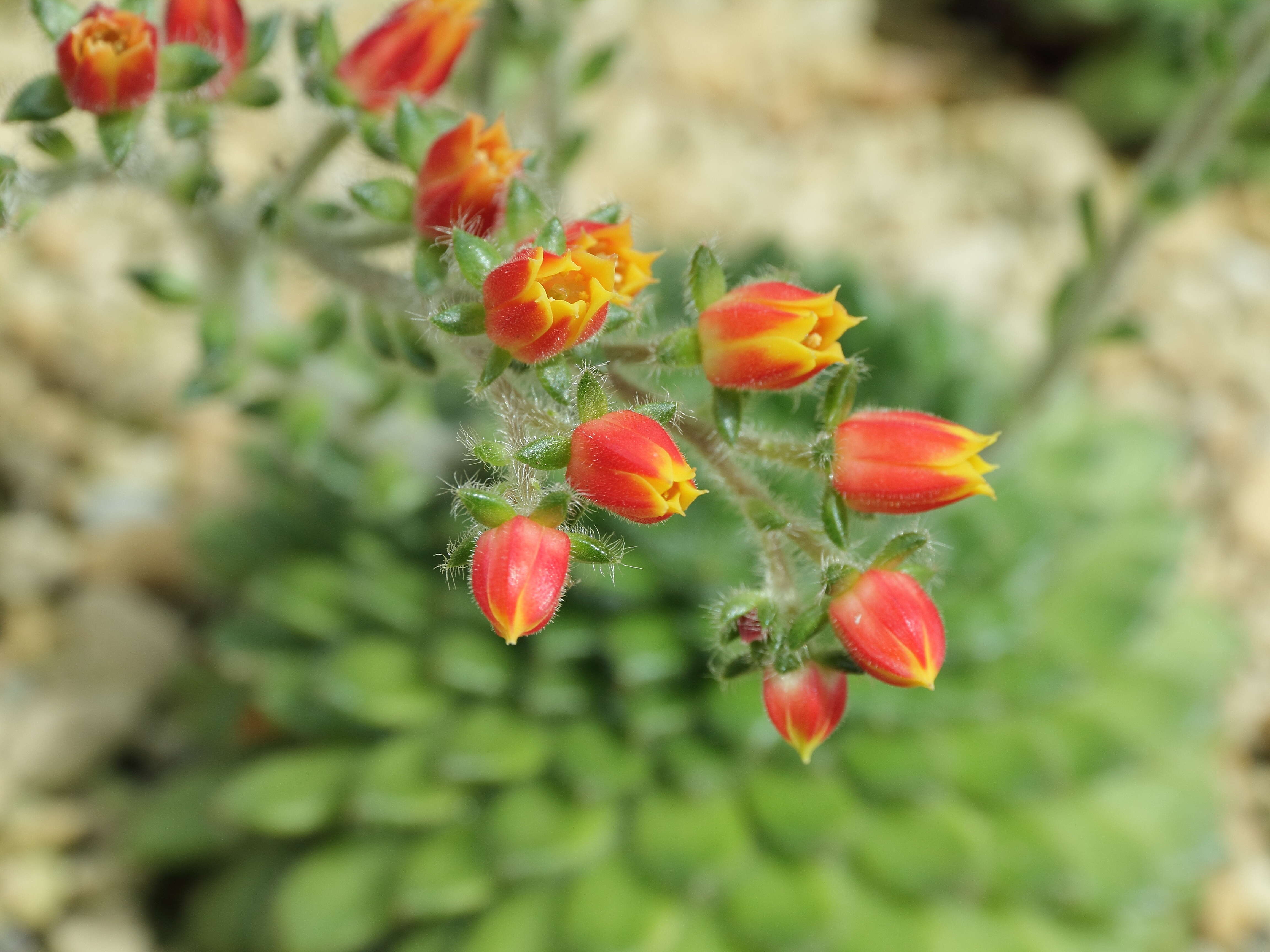 Image of Mexican Firecracker