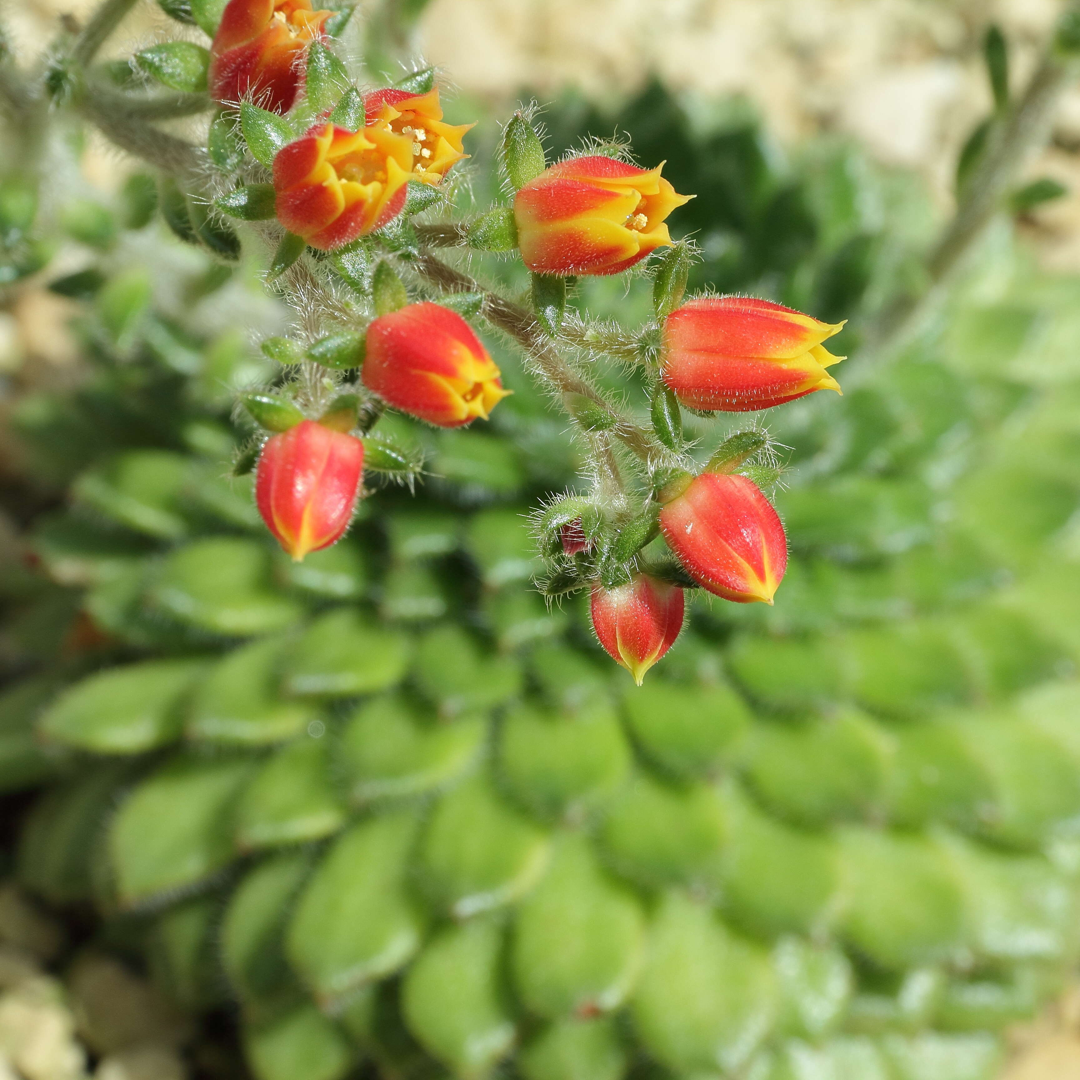 Image of Mexican Firecracker