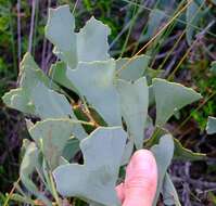 Image of Hakea flabellifolia Meissn.