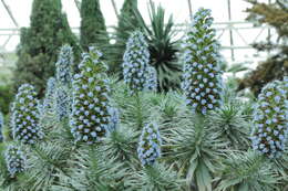 Imagem de Echium candicans L. fil.