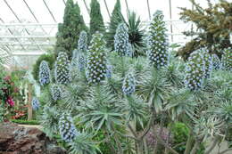 Imagem de Echium candicans L. fil.