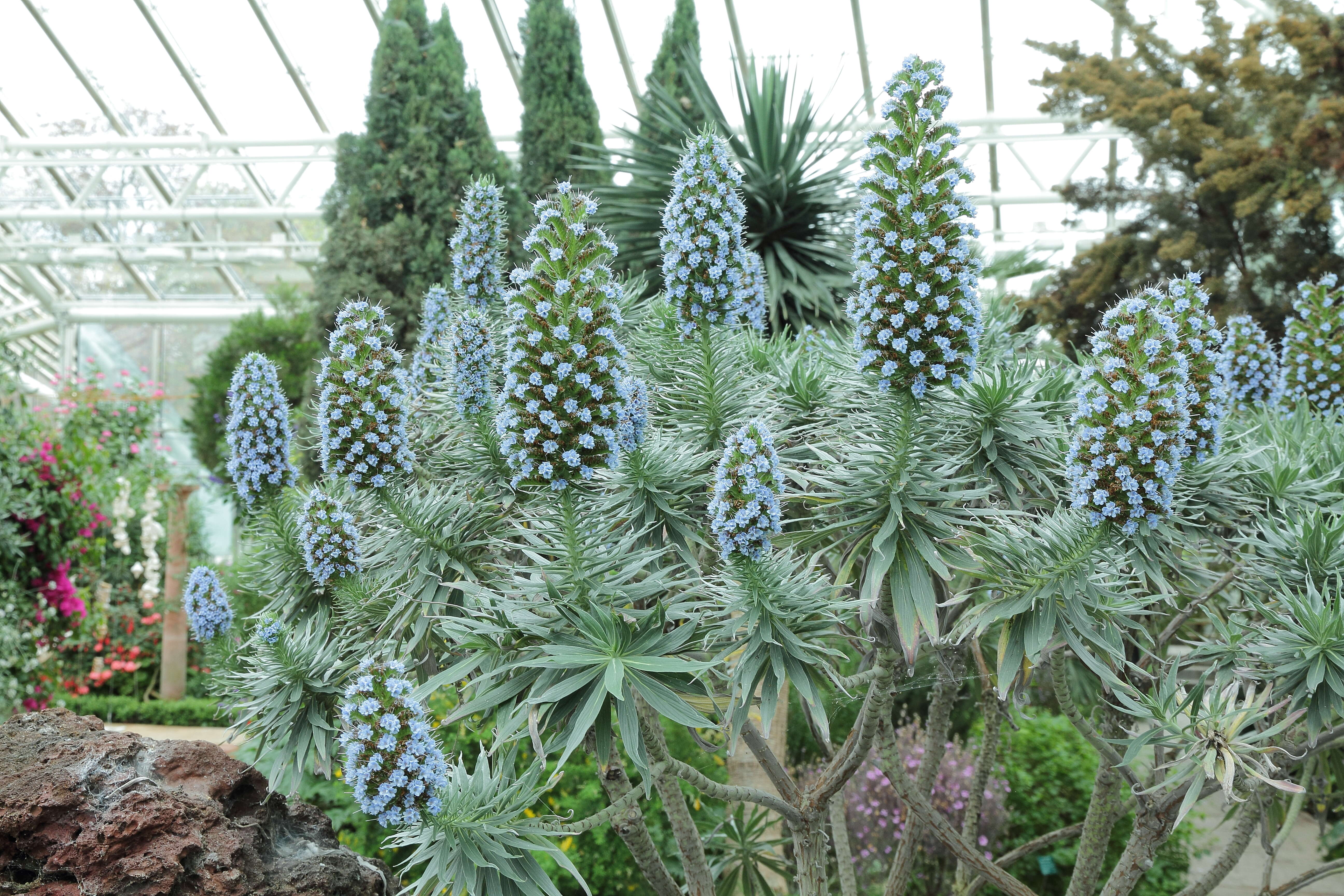 Imagem de Echium candicans L. fil.