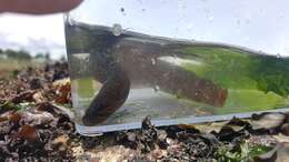 Image of Black blenny