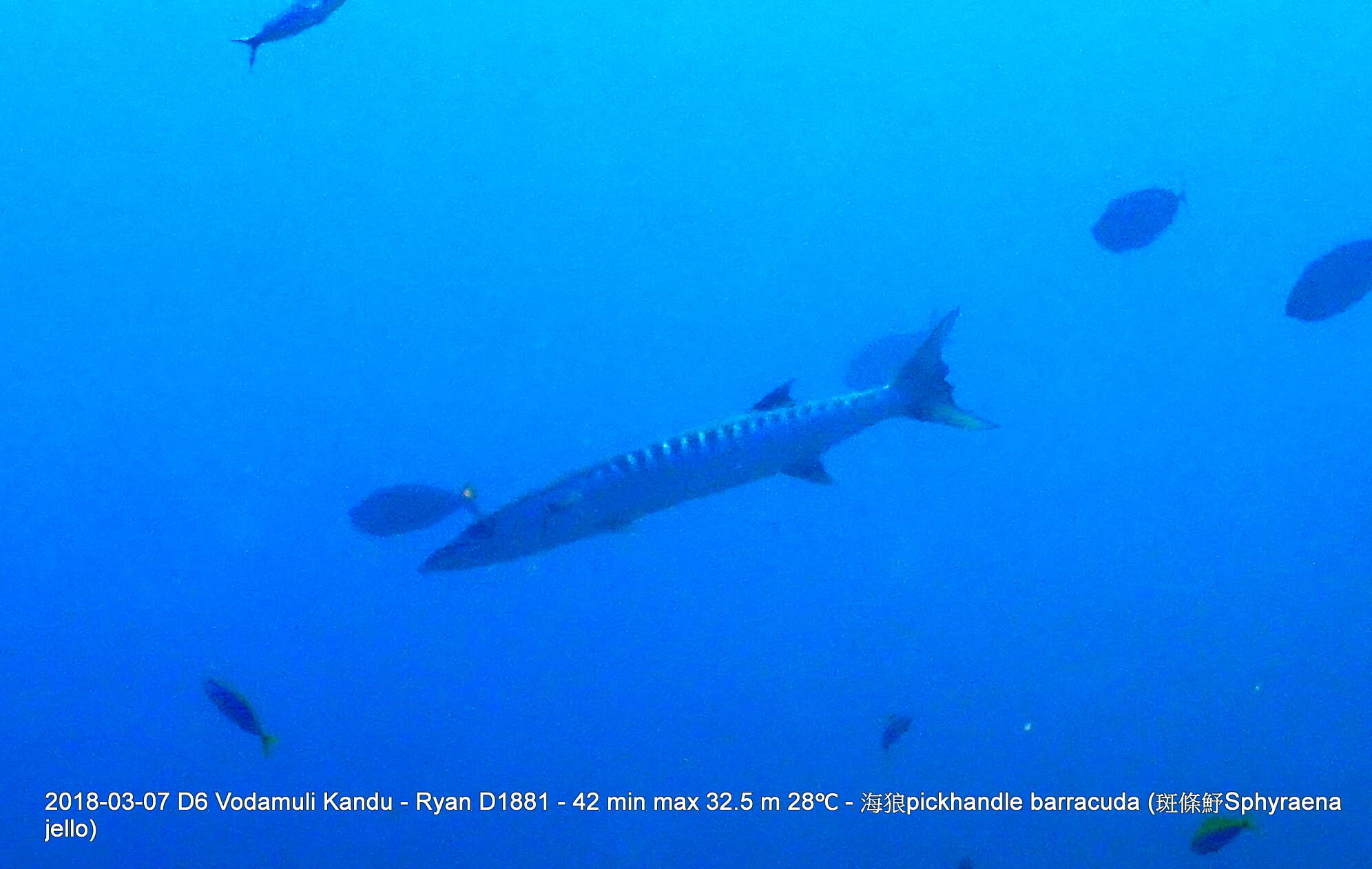 Image of Blackfin barracuda