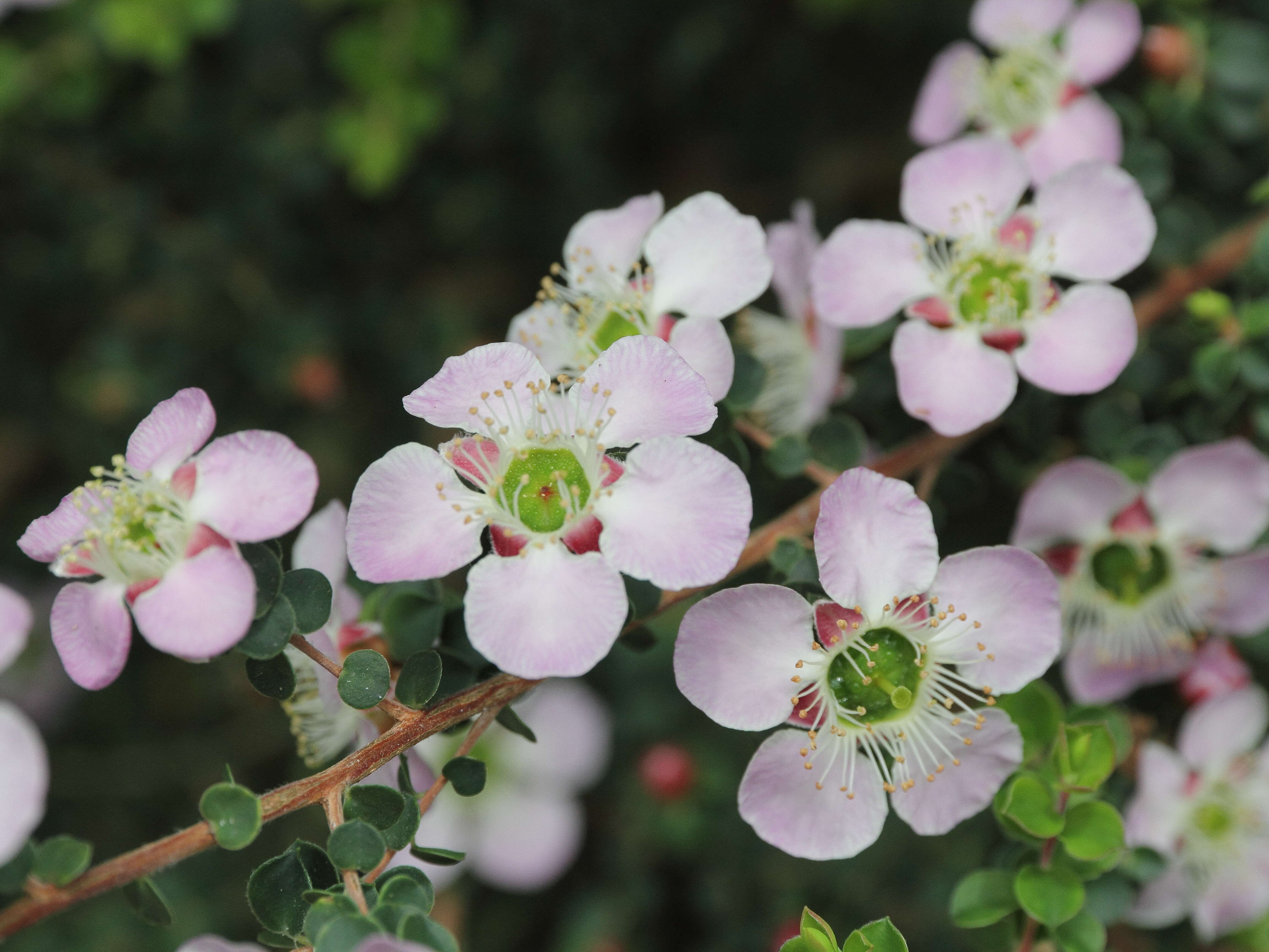 Image of Pink Tea Tree