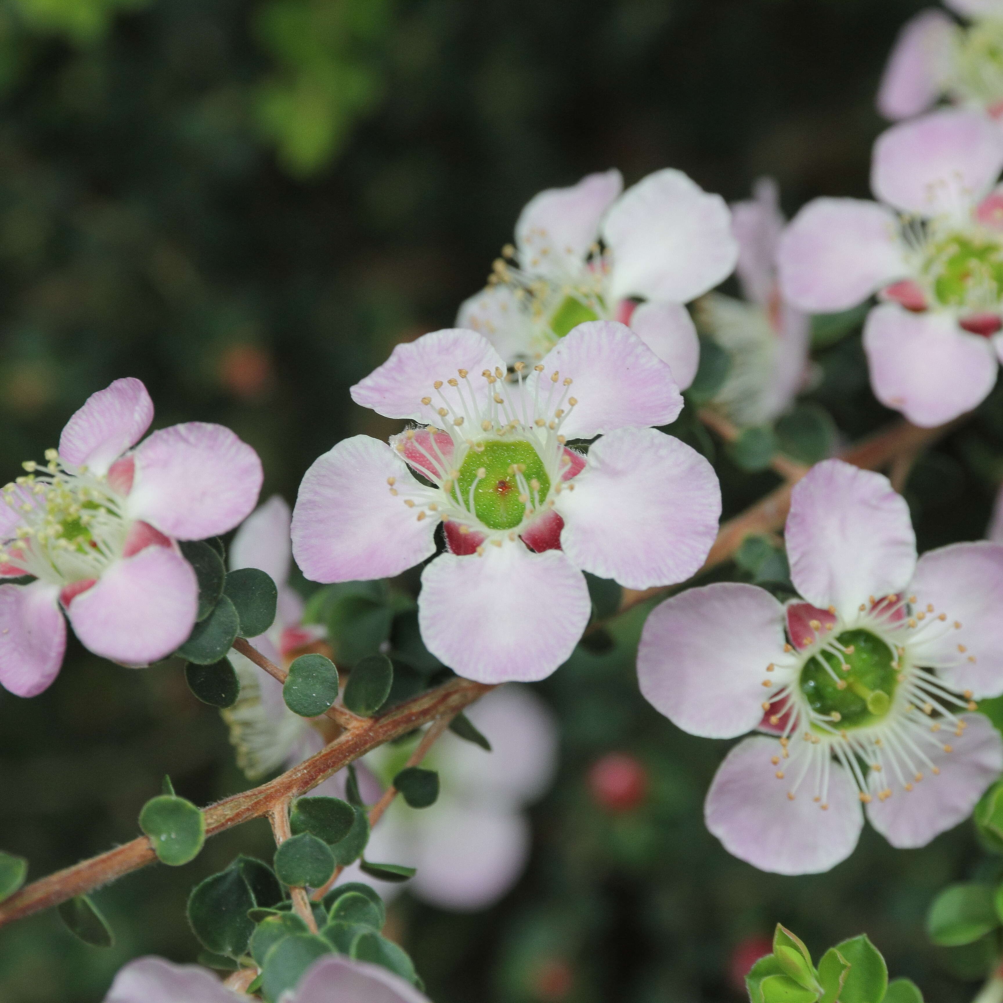 Image of Pink Tea Tree