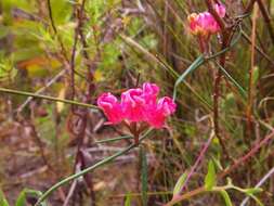 Image of Wax creeper