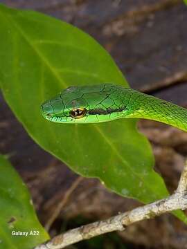 Image of Cope's Parrot Snake