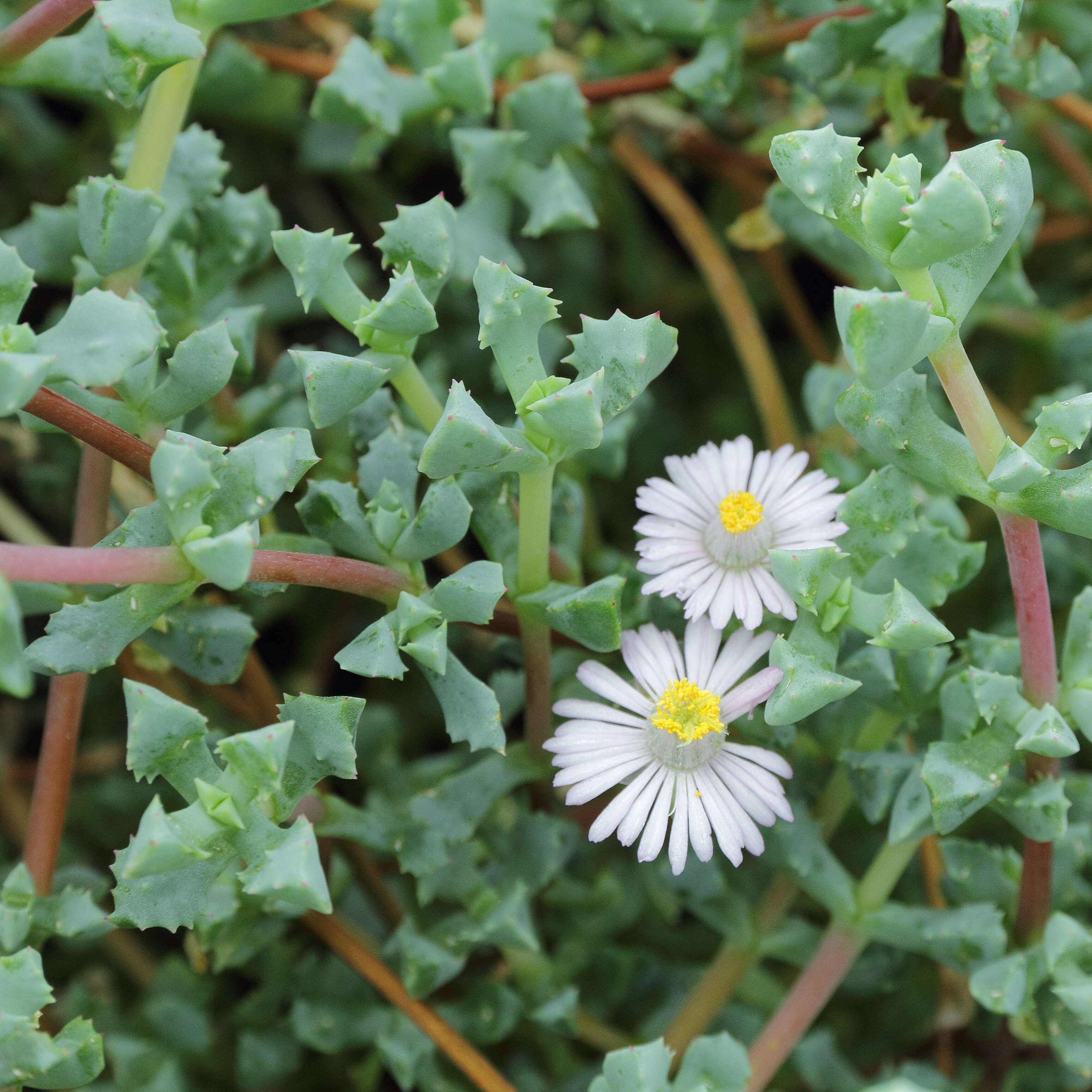 Imagem de Oscularia deltoides (L.) Schwant.